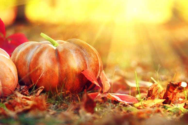 Pumpkin Pumpkin