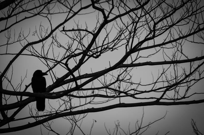 spooky crow in woods halloween motif