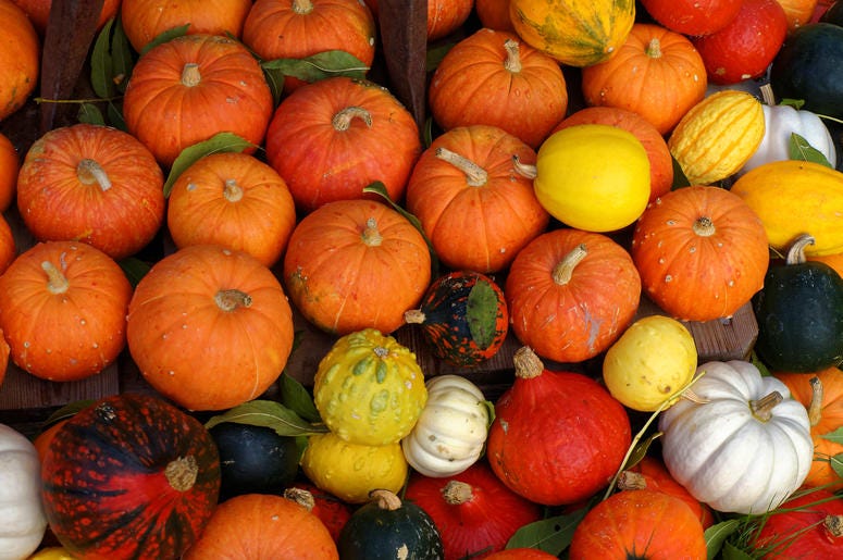 Topview shot of pumpkins in various colors and sizes, sorted outside in the garden. Harvest time. Halloween season. Topview shot of pumpkins in various colors and sizes, sorted outside in the garden. Harvest time. Halloween season.