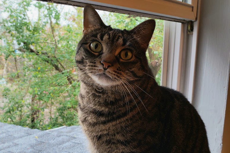 Devin Cat Furbaby Meet