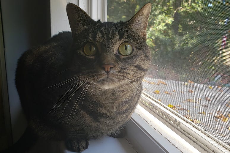national cat day