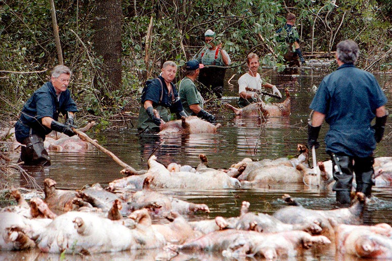FILE - In this Sept. 24, 1999, file photo, employees of Murphy Family Farms along with friends and neighbors, float a group of dead pigs down a flooded road on Rabon Maready's farm near Beulaville, N.C. The hogs drowned from the floodwaters of the NE Cape FILE - In this Sept. 24, 1999, file photo, employees of Murphy Family Farms along with friends and neighbors, float a group of dead pigs down a flooded road on Rabon Maready's farm near Beulaville, N.C. The hogs drowned from the floodwaters of the NE Cape