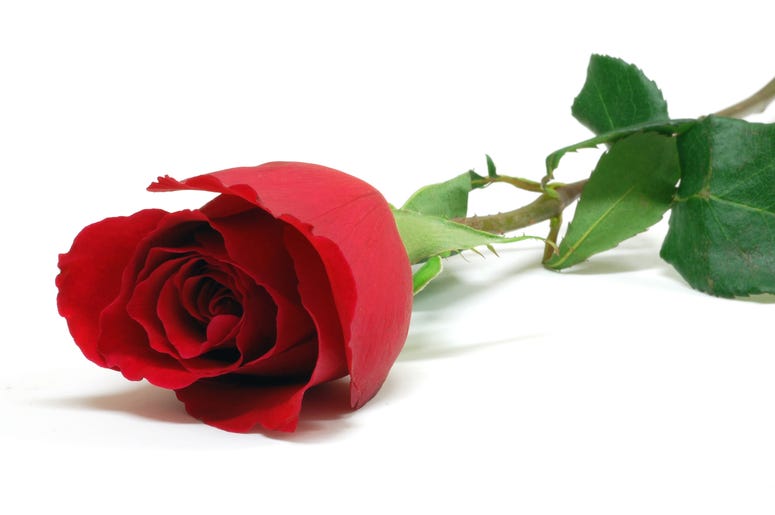 Rose (Bachelorette) Rose (Bachelorette)