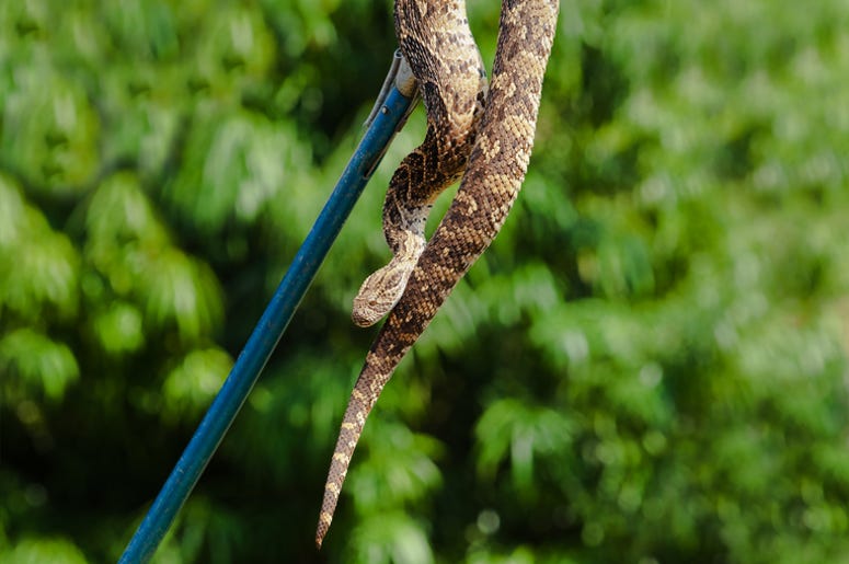 Catch a Snake Catch a Snake