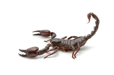 Scorpion
