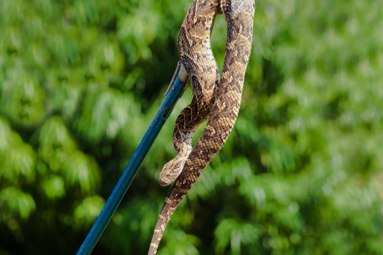 Catch a Snake Catch a Snake