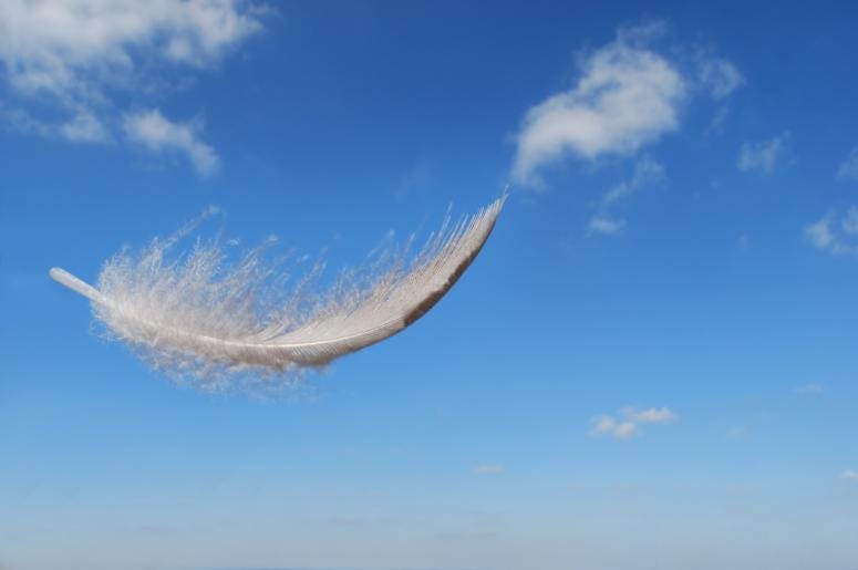 Feather in the Wind Feather in the Wind