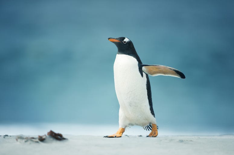 Penguins