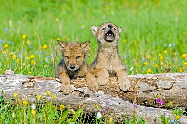 Wolf Pup