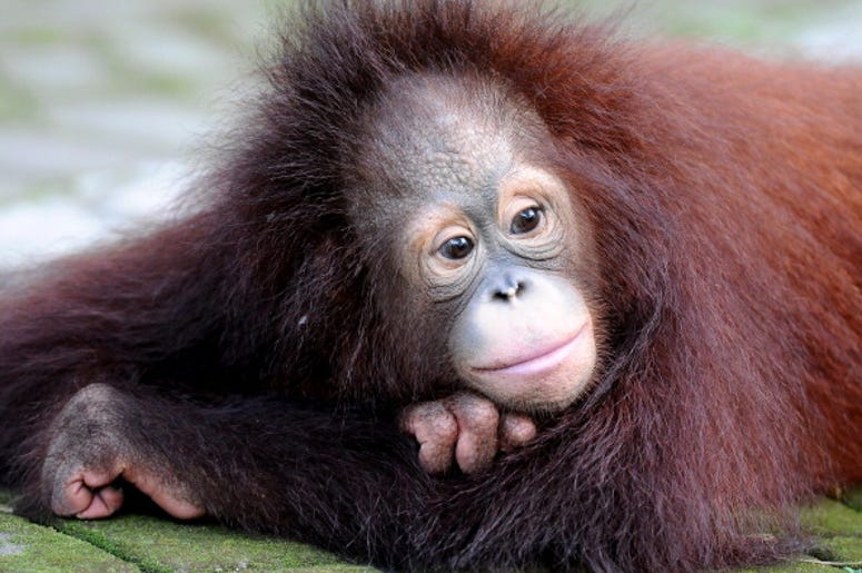 monkey