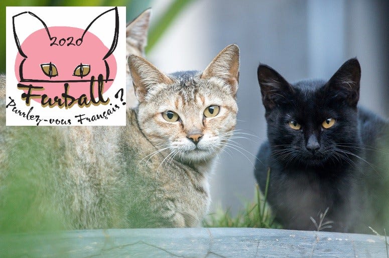 Feral Cat Coalition of Oregon