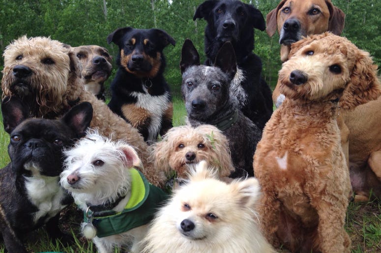Biscuit and his pack are pals Puppies are awesome