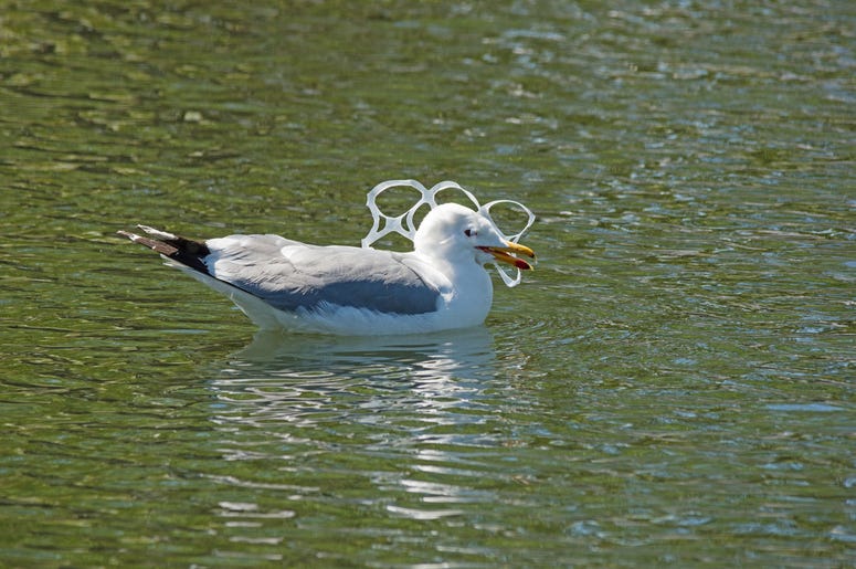 Gull with plastic ring Gull with plastic ring