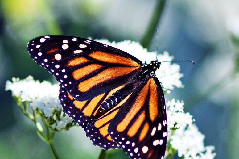 Monarch Butterfly Monarch Butterfly