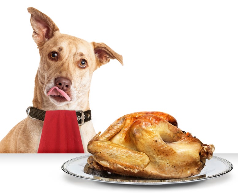 turkey dog