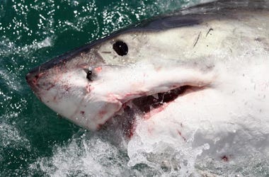 Great White Shark