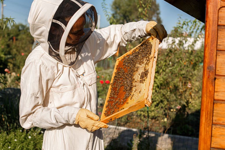 Beehive