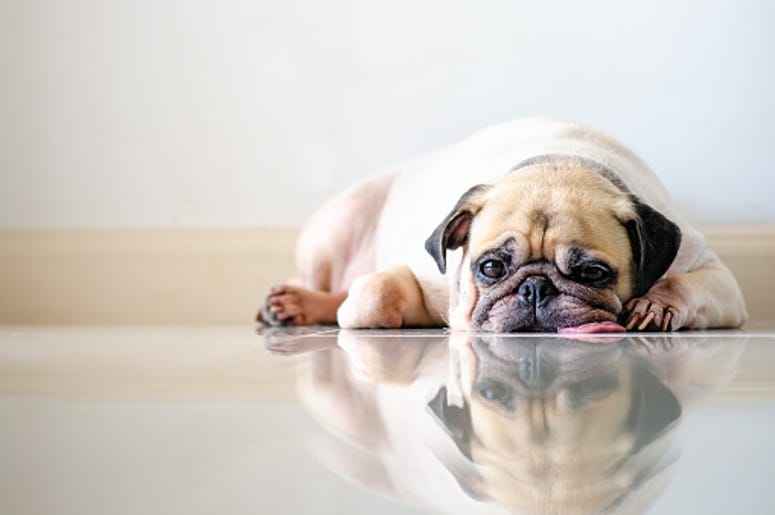 pug