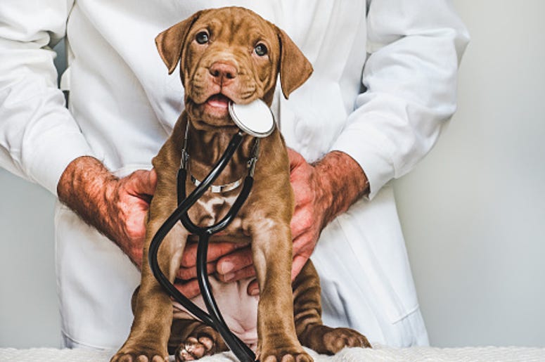 Vet