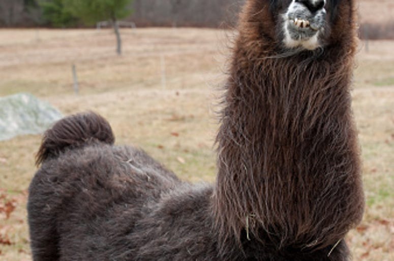 llama