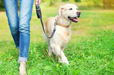 dog on leash
