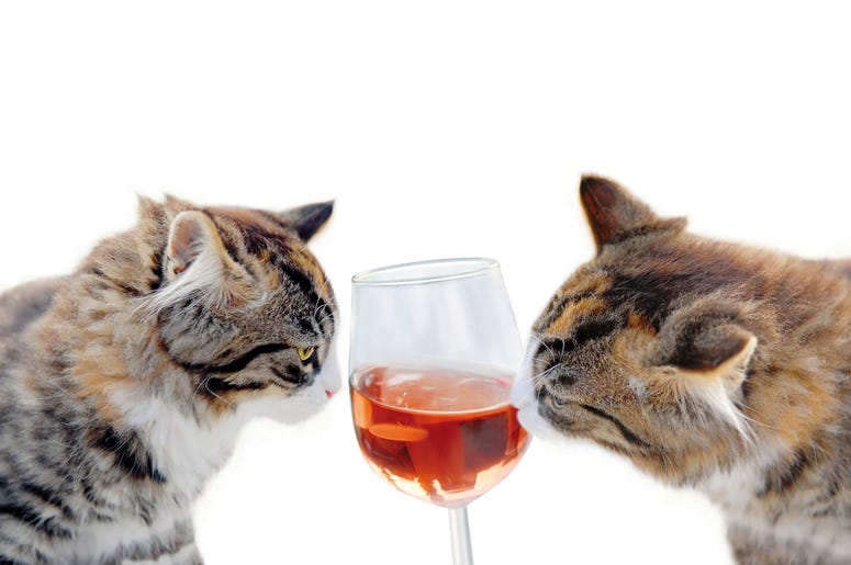 Cats drinking wine