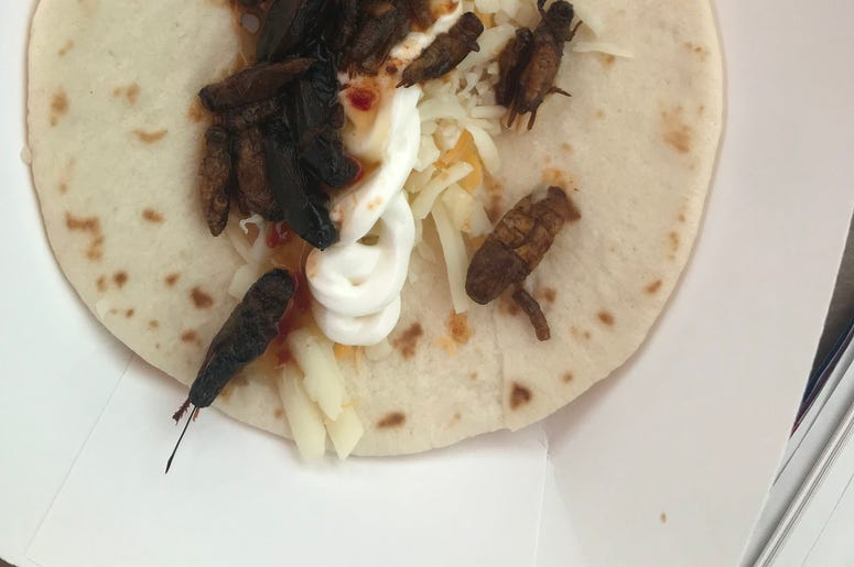 Aaron eating Bug Tacos at the 2019 WI State Fair Aaron Carreno eating Bug Tacos