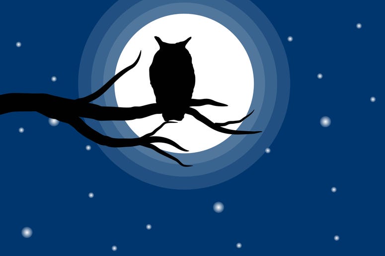 scary owl