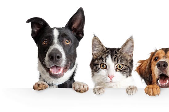 pets