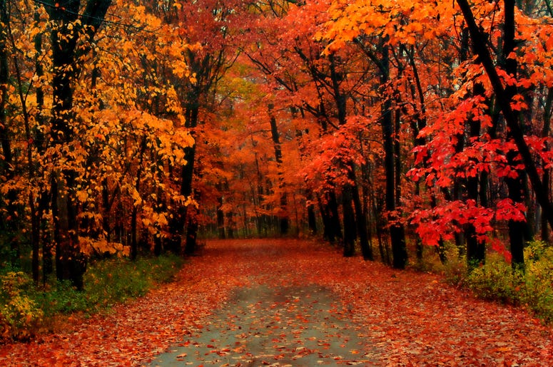 Fall Leaves Fall Leaves