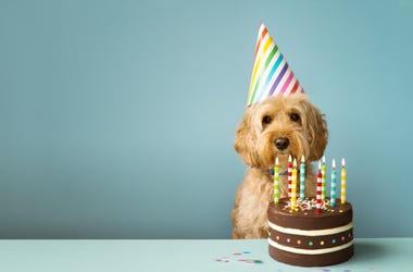 dog bday