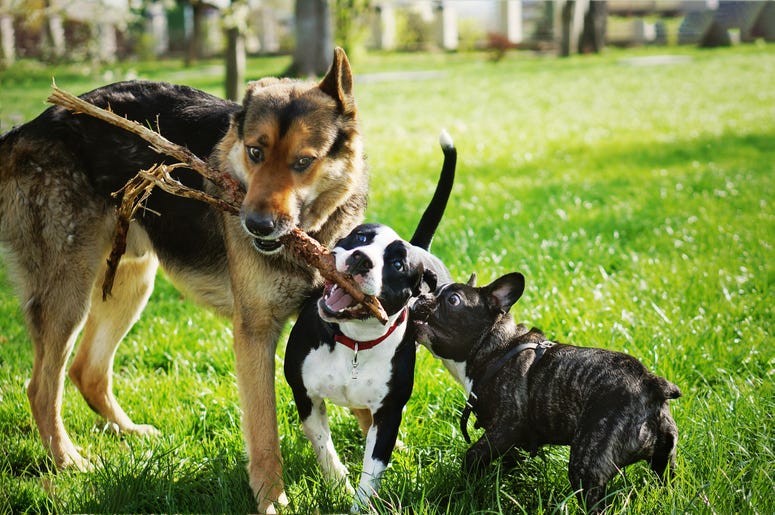 doggies