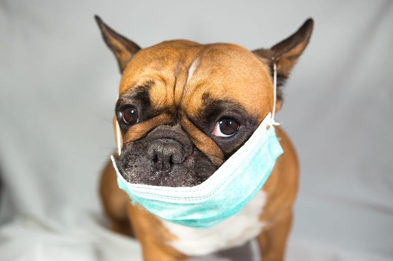 mask dog