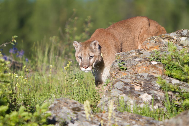stalking cougar