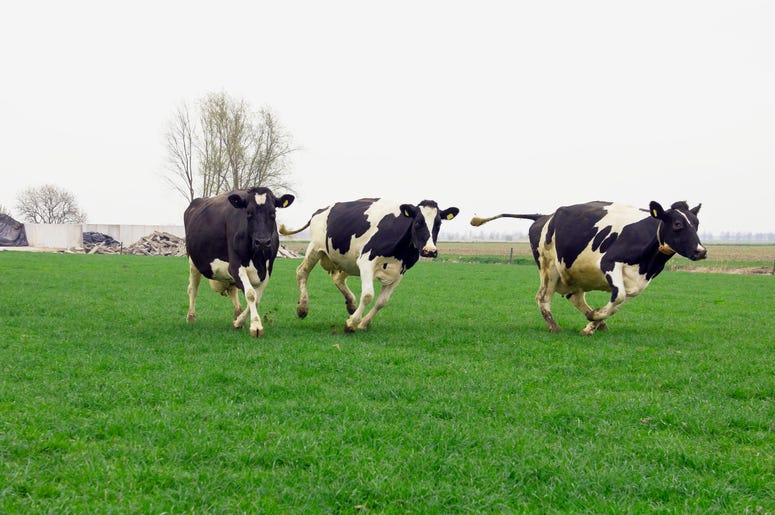 running cows