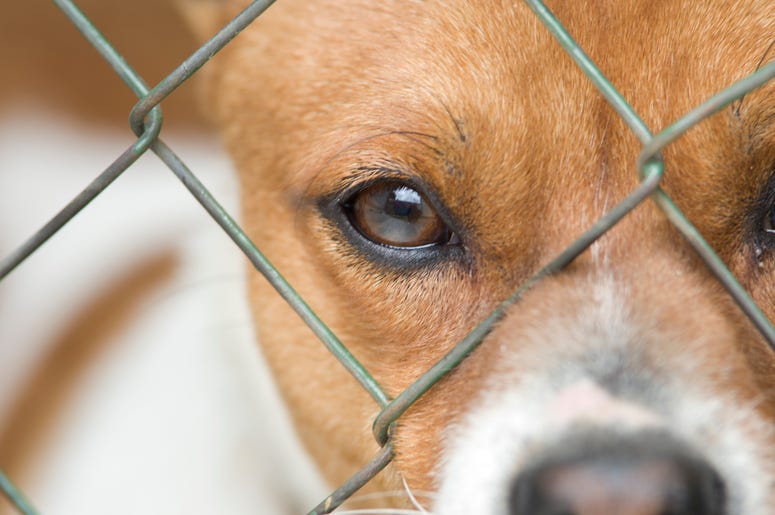 dog