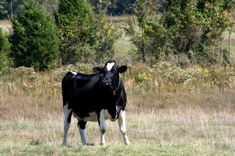 cow in pasture