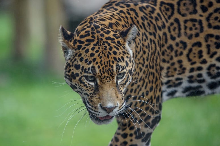 Stella the jaguar at the Milw County Zoo Stella the jaguar at the Milw County Zoo