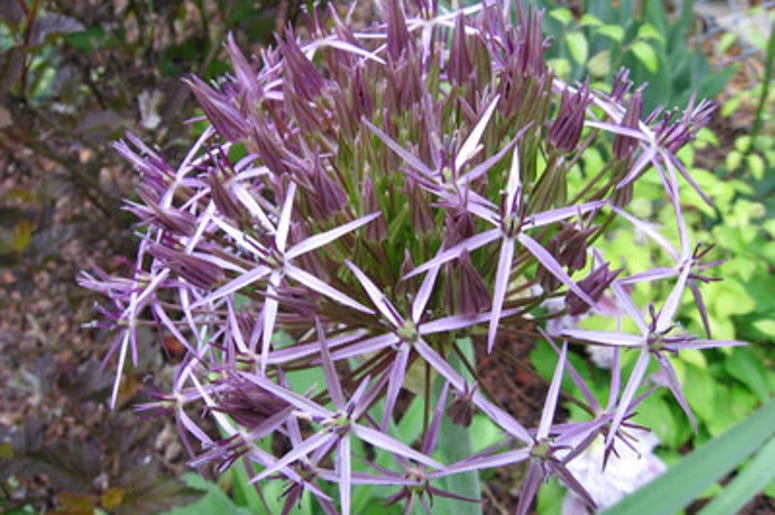 2016 Year of the Allium