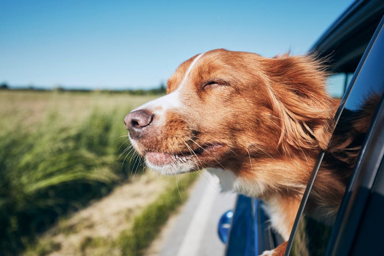 dog in car