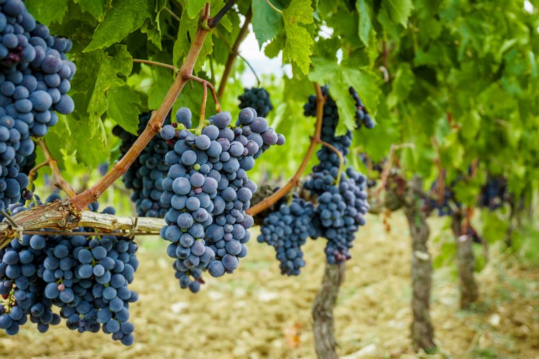 wine grapes