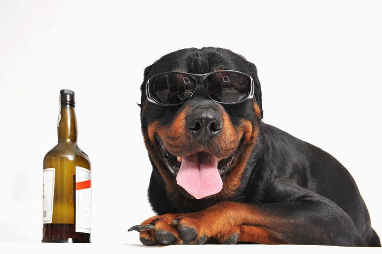 dog with beer