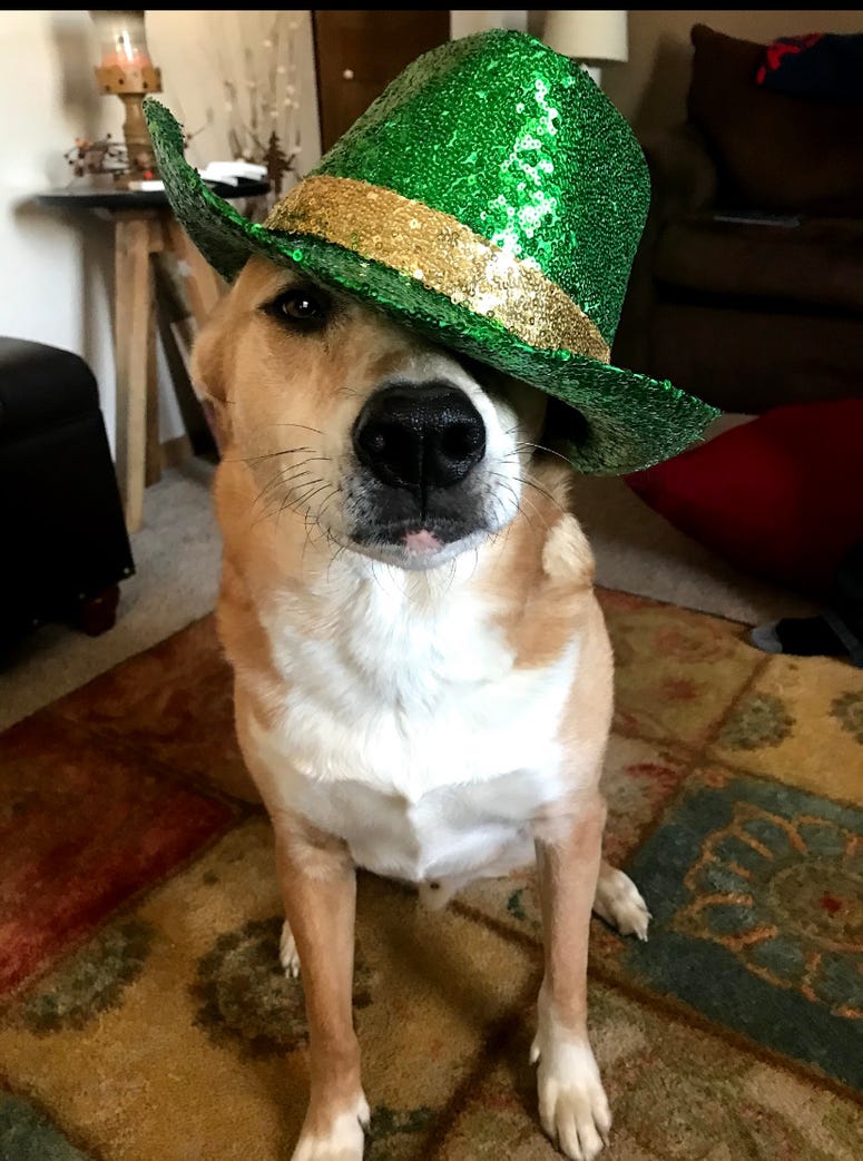 dog gibby
