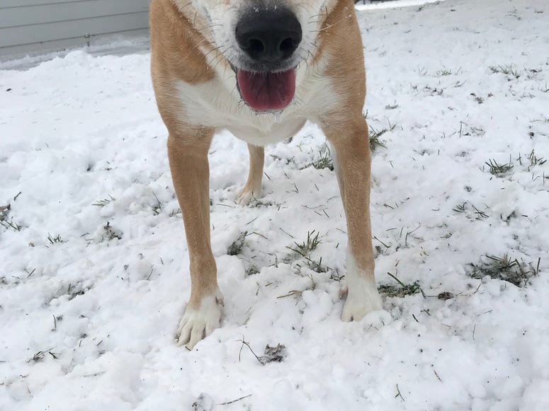 dog gibby