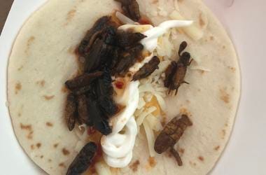 Aaron eating Bug Tacos at the 2019 WI State Fair Aaron Carreno eating Bug Tacos