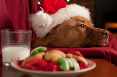 Cookies for Santa Cookies for Santa