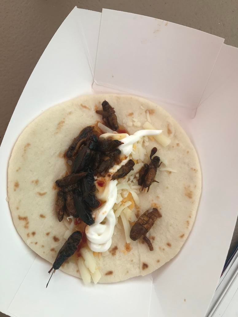 Aaron eating Bug Tacos at the 2019 WI State Fair Aaron Carreno eating Bug Tacos