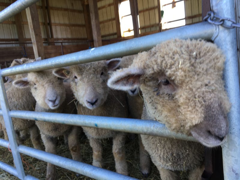 Sheep at W.B. Saul School.
