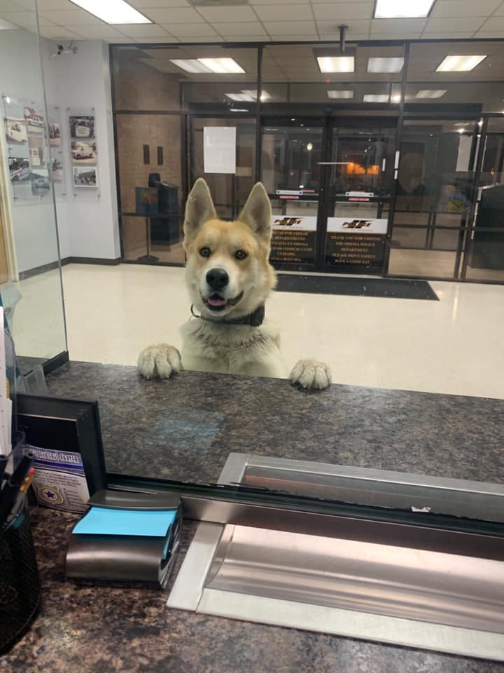 Chico the German SHepheard