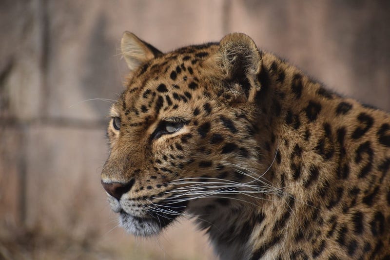Greenville Zoo grant to be used for a new leopard enclosure